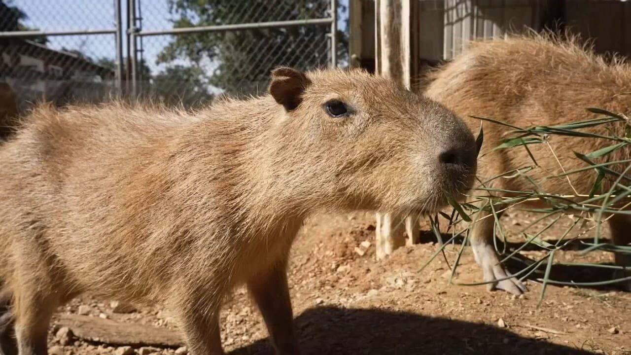 Crossroads | A small Kentucky town's name also tells its story